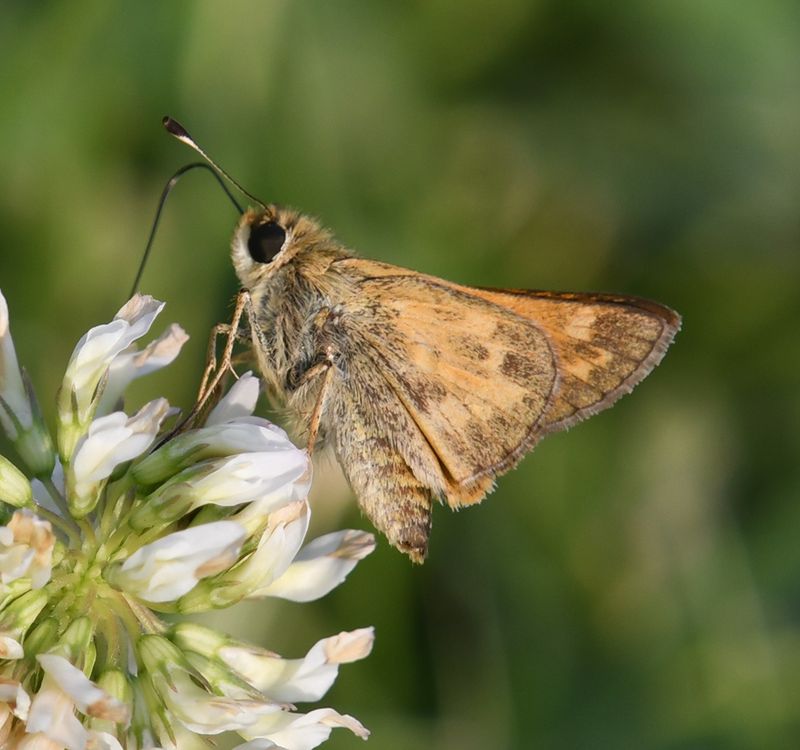 Sachem: Atalopedes campestris