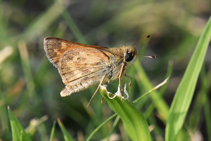 Sachem: Atalopedes campestris