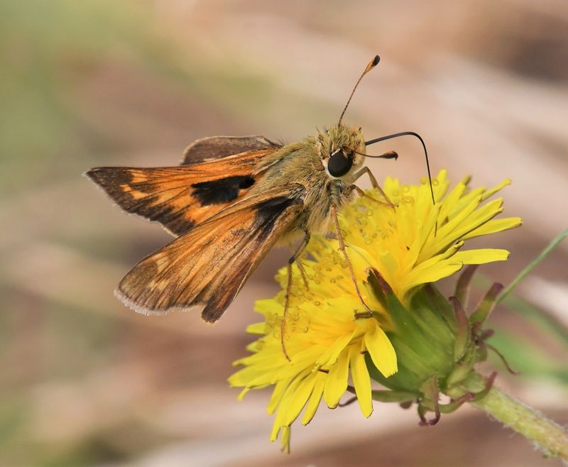 Sachem: Atalopedes campestris