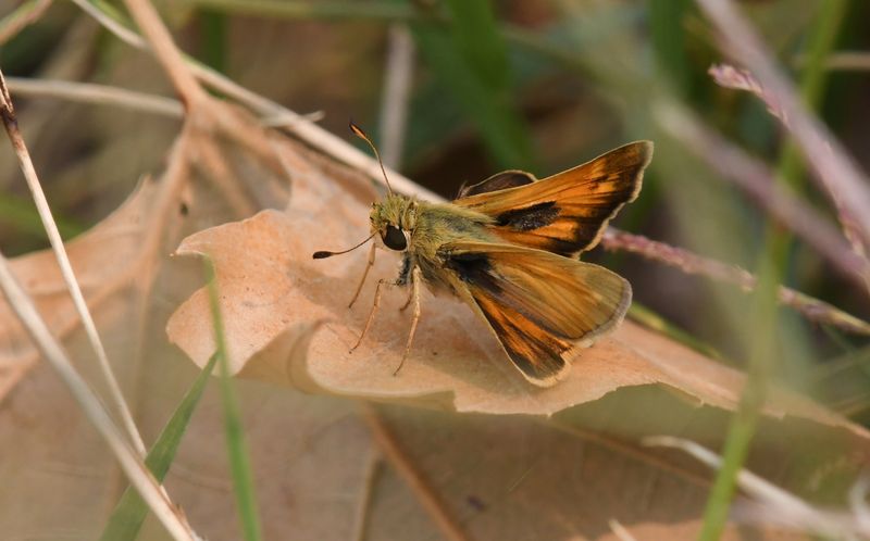 Sachem: Atalopedes campestris