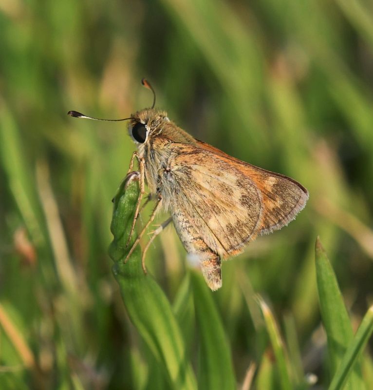 Sachem: Atalopedes campestris