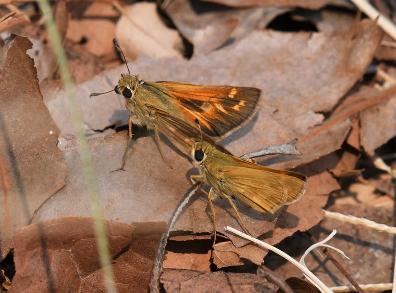 Sachem: Atalopedes campestris