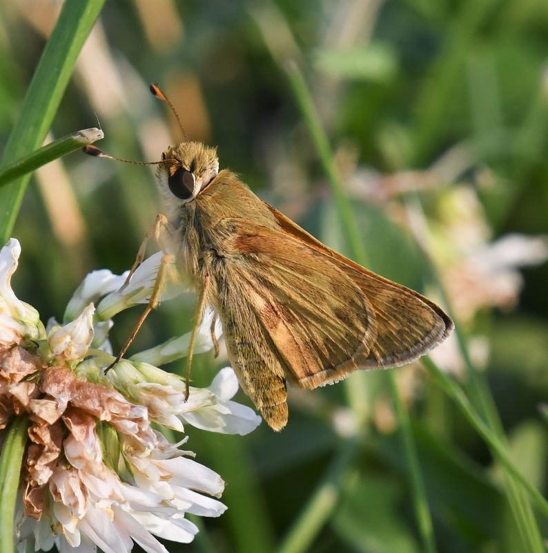 Sachem: Atalopedes campestris