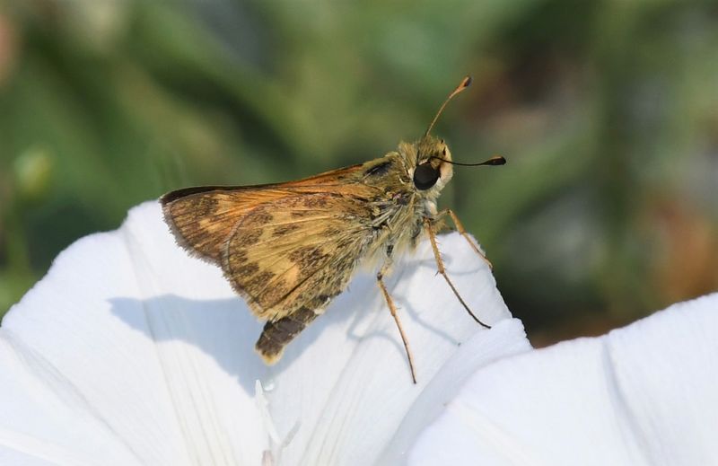 Sachem: Atalopedes campestris