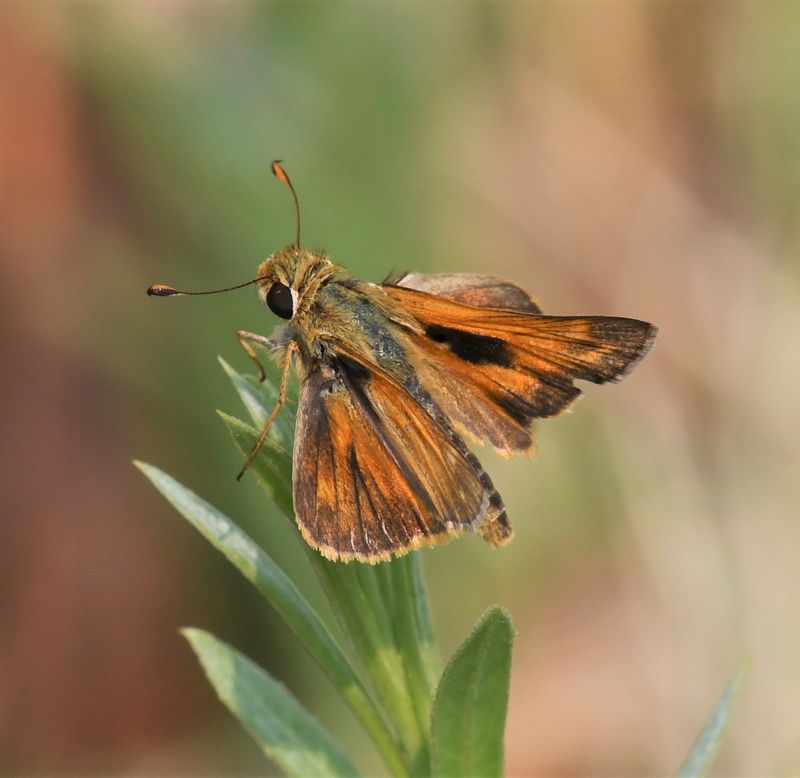 Sachem: Atalopedes campestris