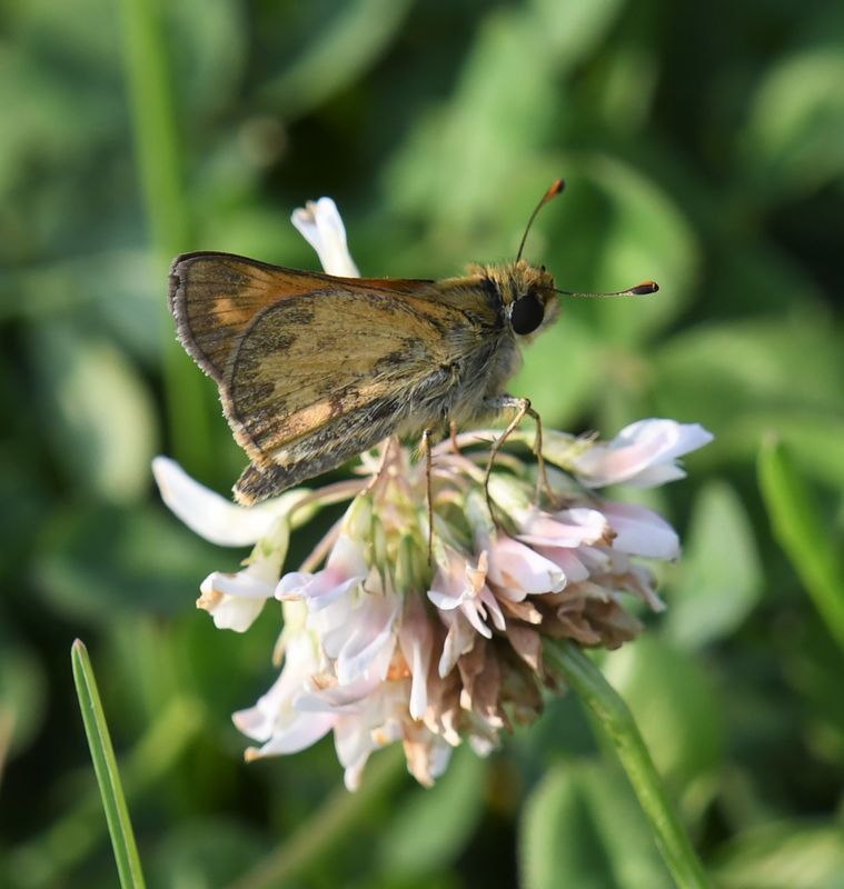 Sachem: Atalopedes campestris
