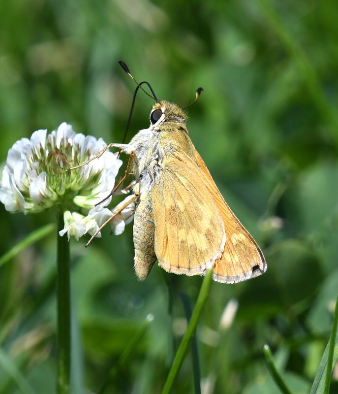 Sachem: Atalopedes campestris