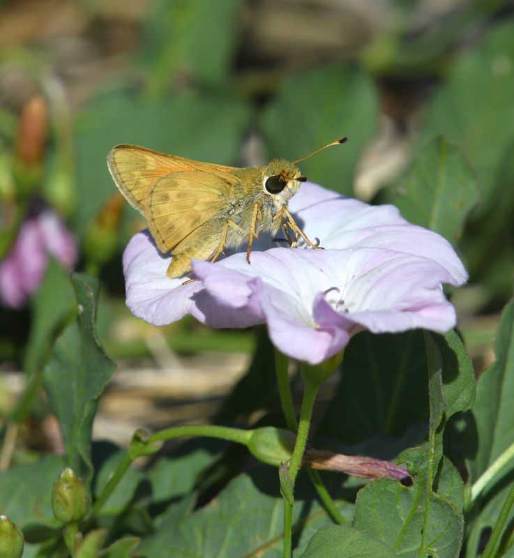 Sachem: Atalopedes campestris