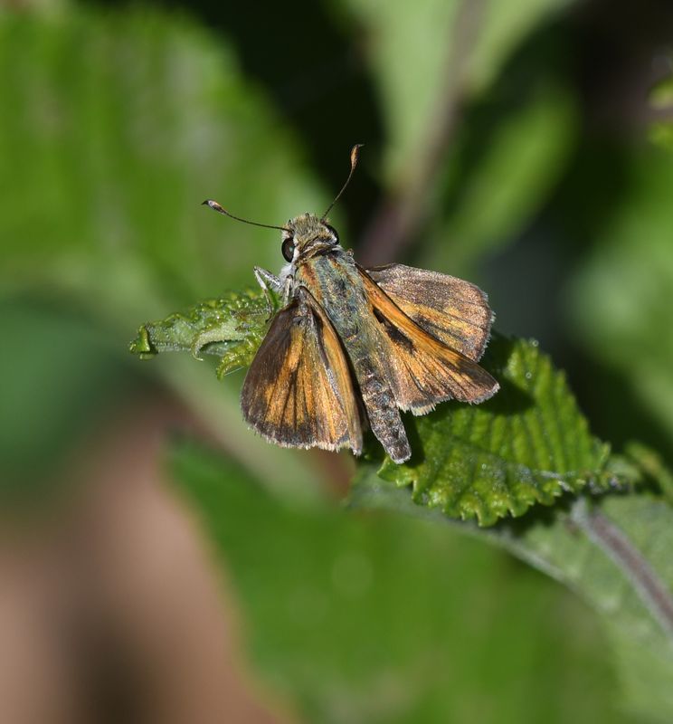 Sachem: Atalopedes campestris