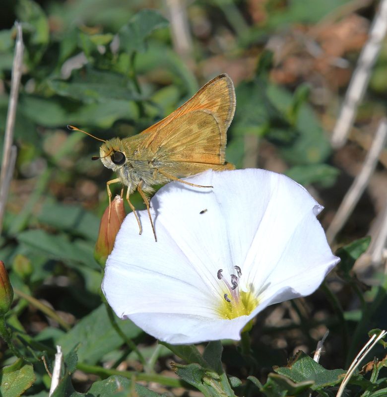 Sachem: Atalopedes campestris