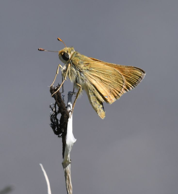 Sachem: Atalopedes campestris