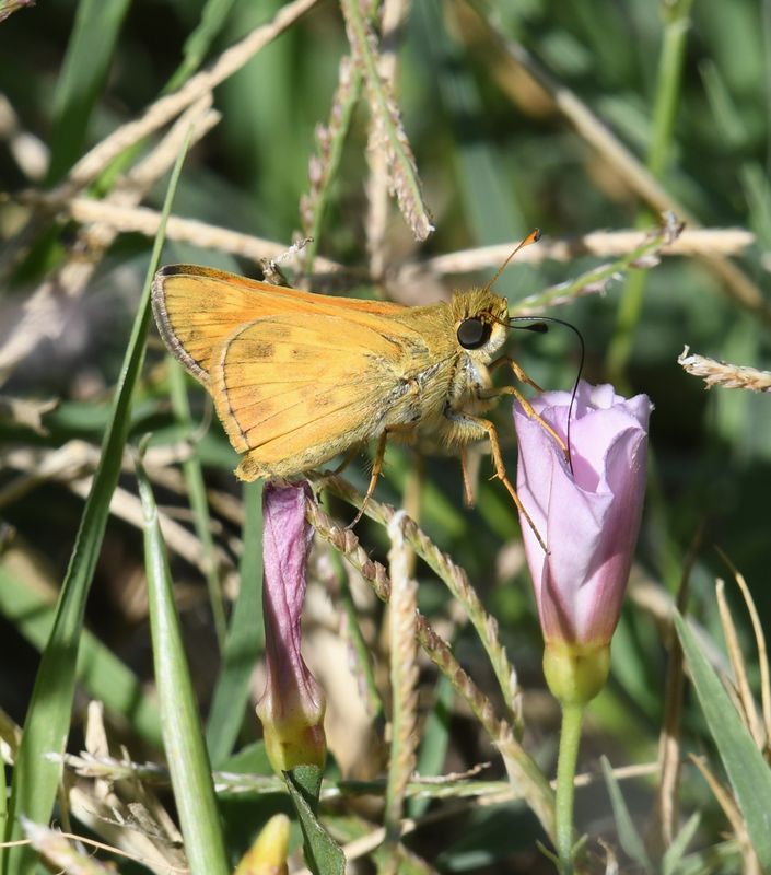 Sachem: Atalopedes campestris
