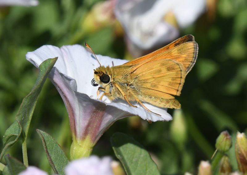 Sachem: Atalopedes campestris