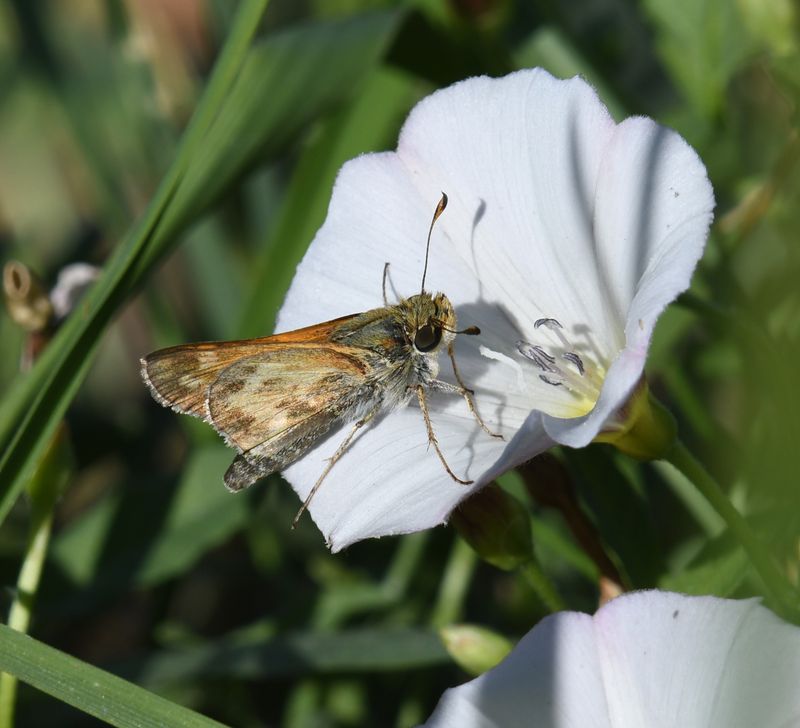 Sachem: Atalopedes campestris