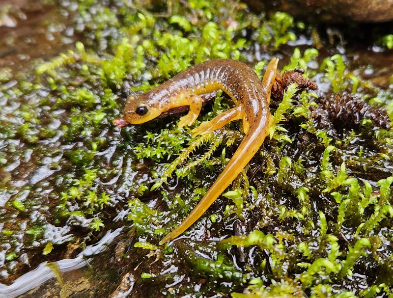 Salamander, Cascade Torrent