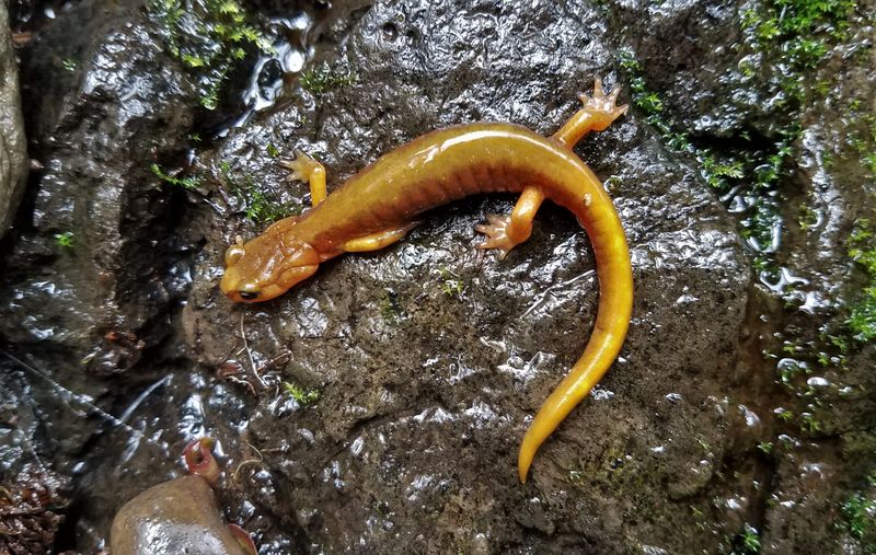 Van Dykes Salamander