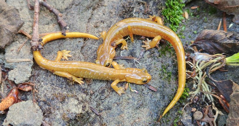 Van Dyke's Salamander