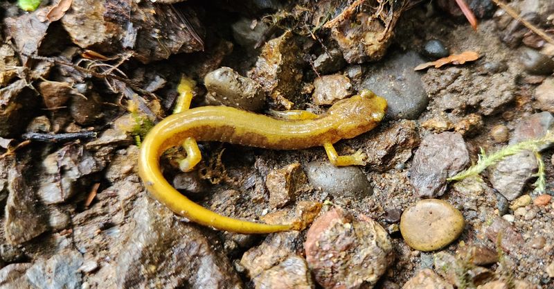Van Dyke's Salamander