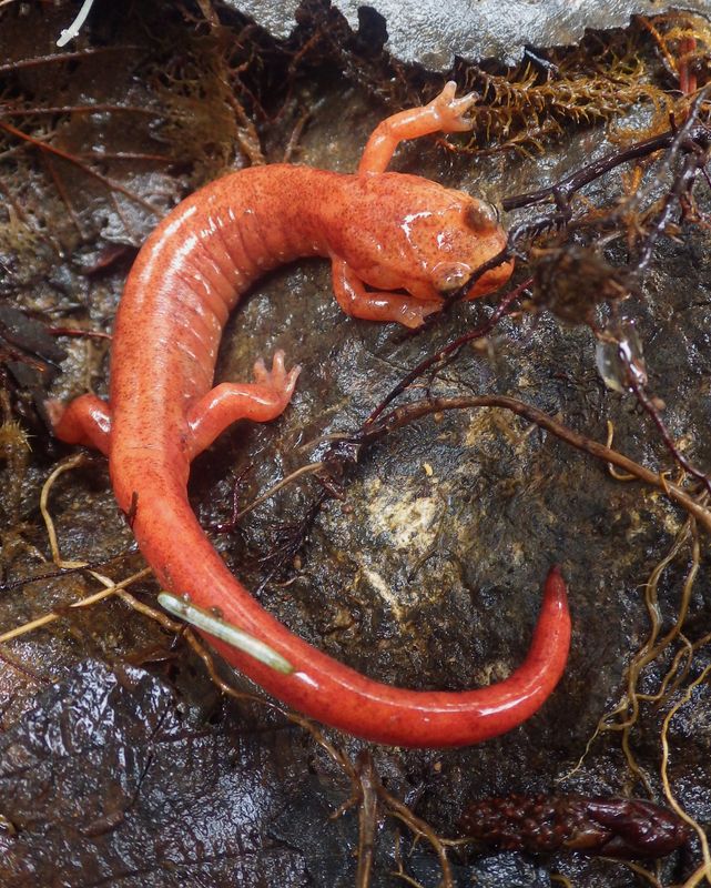 Salamander, Van Dyke's
