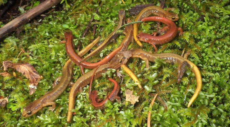 Salamander, Van Dyke's