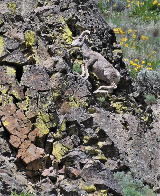 Bighorn Sheep