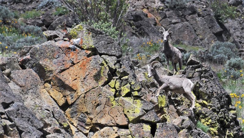 Bighorn Sheep