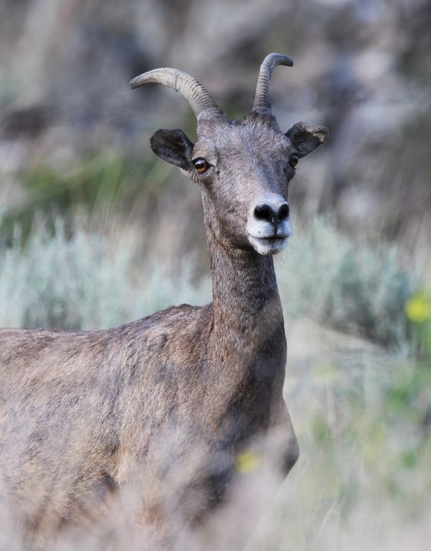 Sheep, Bighorn