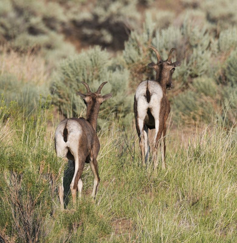 Bighorn Sheep