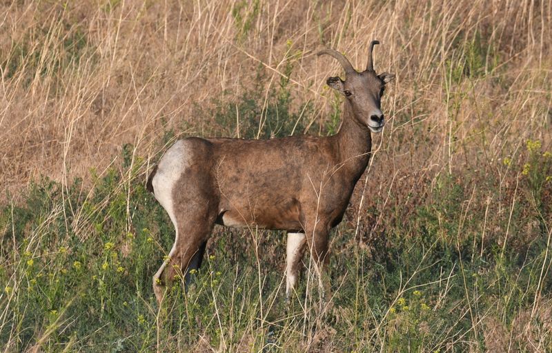 Bighorn Sheep
