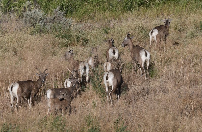 Bighorn Sheep