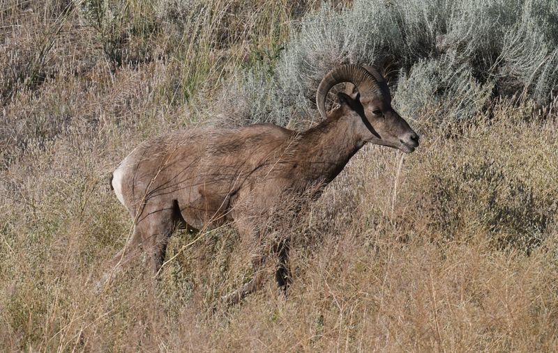 Bighorn Sheep