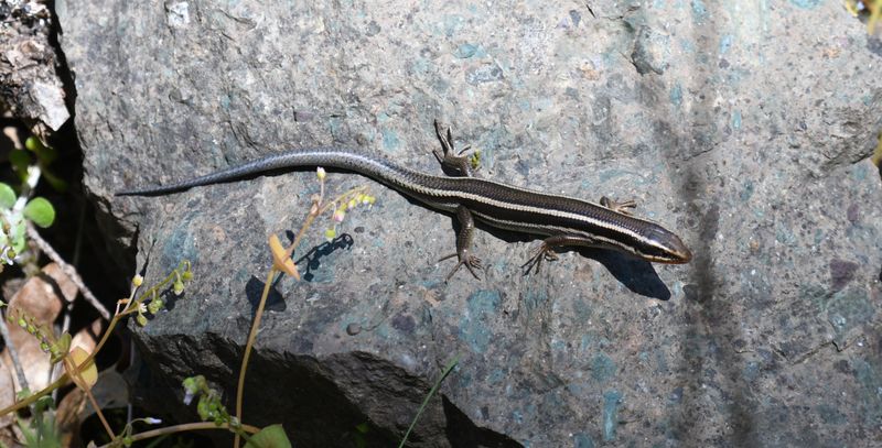 Skink, Western