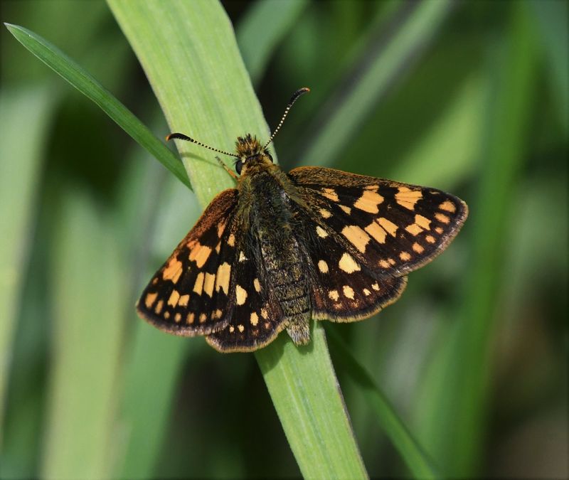Arctic Skipper: Carterocephalus skada