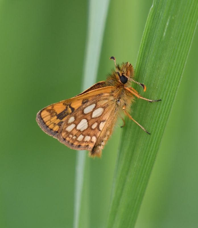 Arctic Skipper: Carterocephalus skada