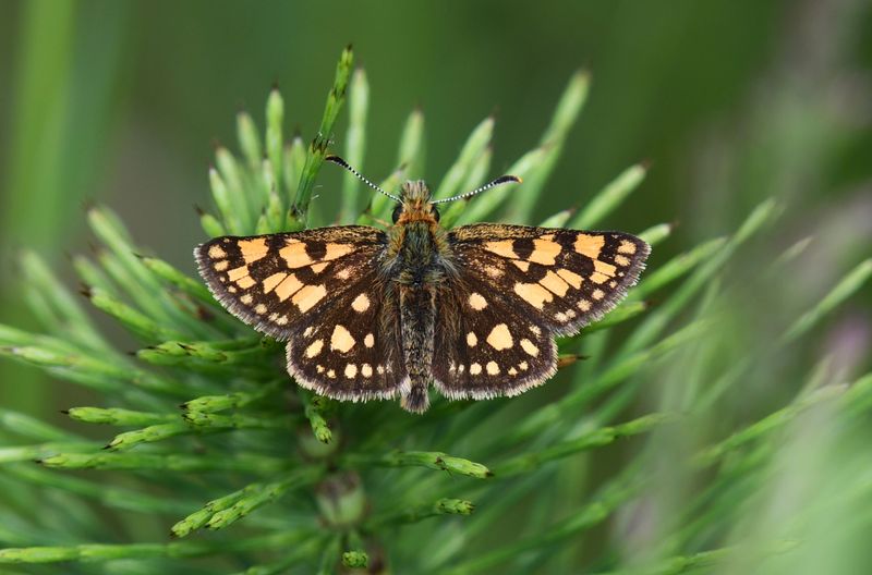 Arctic Skipper: Carterocephalus skada