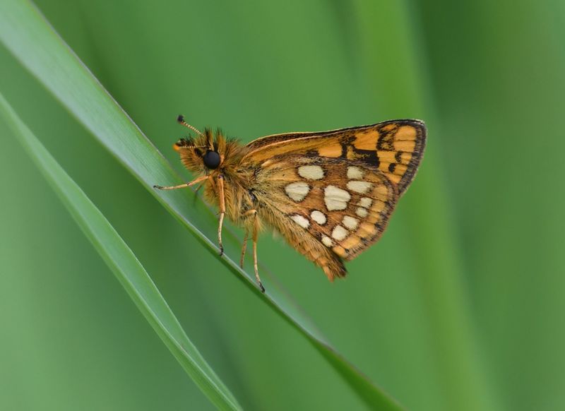Arctic Skipper: Carterocephalus skada