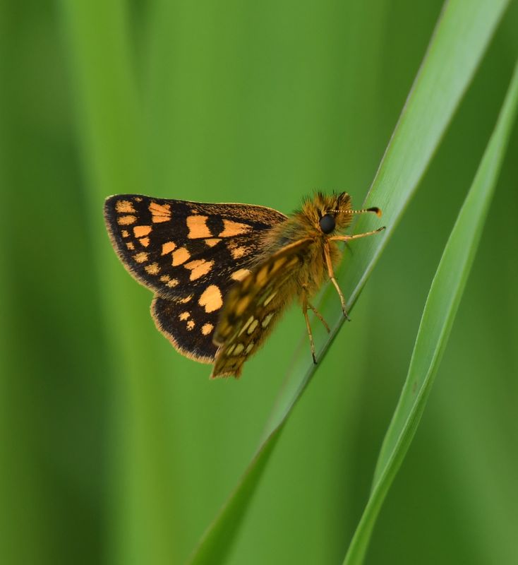 Arctic Skipper: Carterocephalus skada