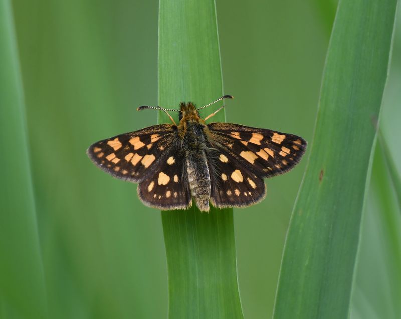 Arctic Skipper: Carterocephalus skada