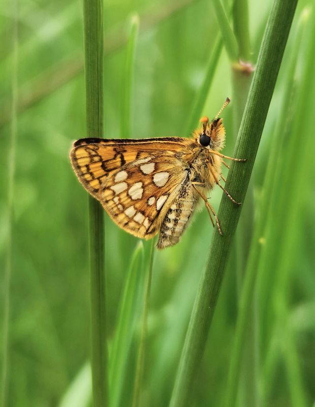 Arctic Skipper: Carterocephalus skada