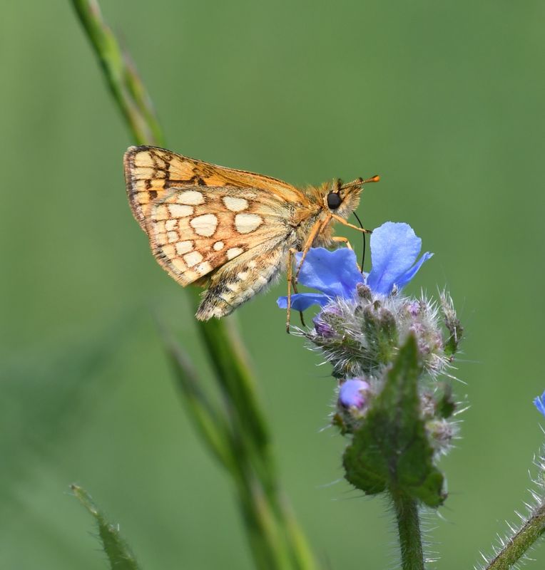 Arctic Skipper: Carterocephalus skada