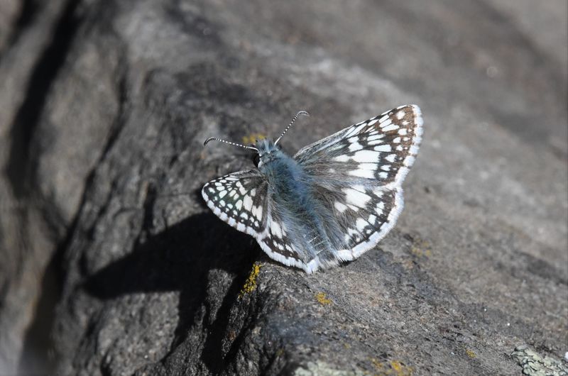 Common Checkered Skipper: Burnsius communis