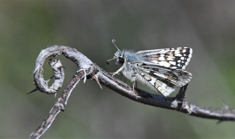Common Checkered Skipper: Burnsius communis
