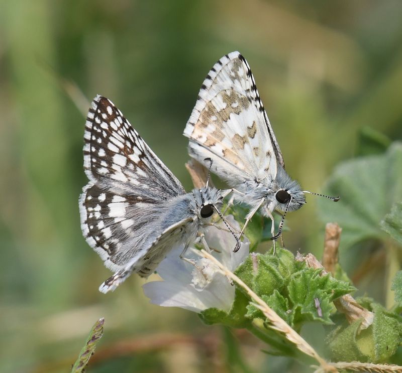 Common Checkered Skipper: Burnsius communis