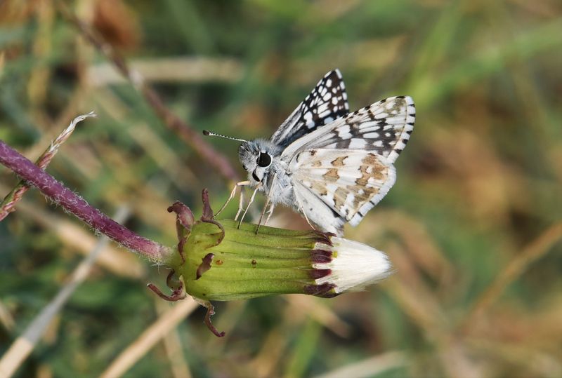 Common Checkered Skipper: Burnsius communis