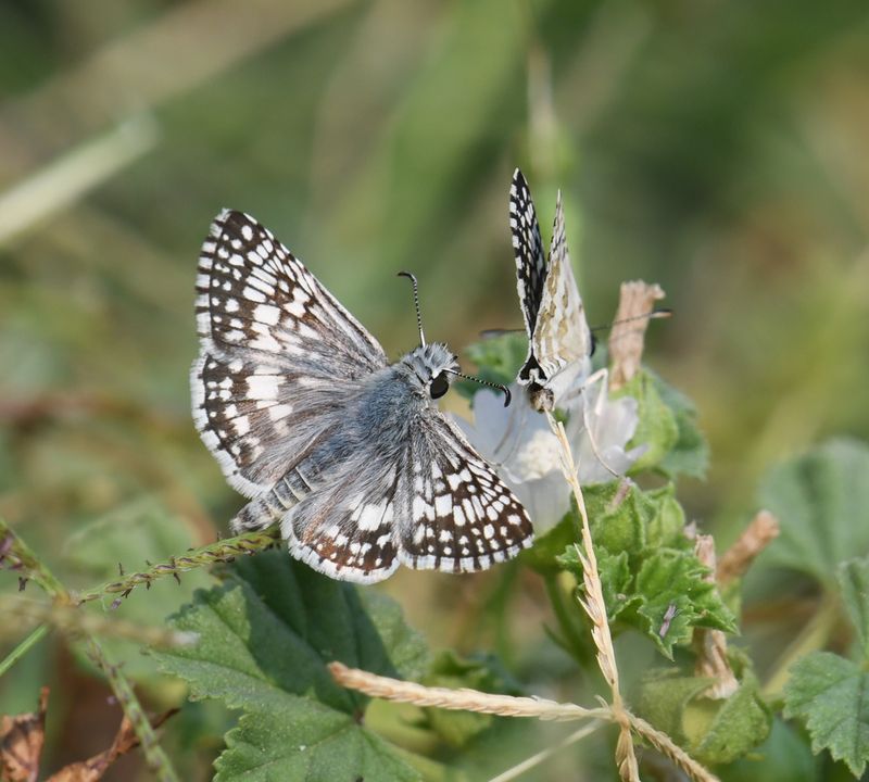 Common Checkered Skipper: Burnsius communis