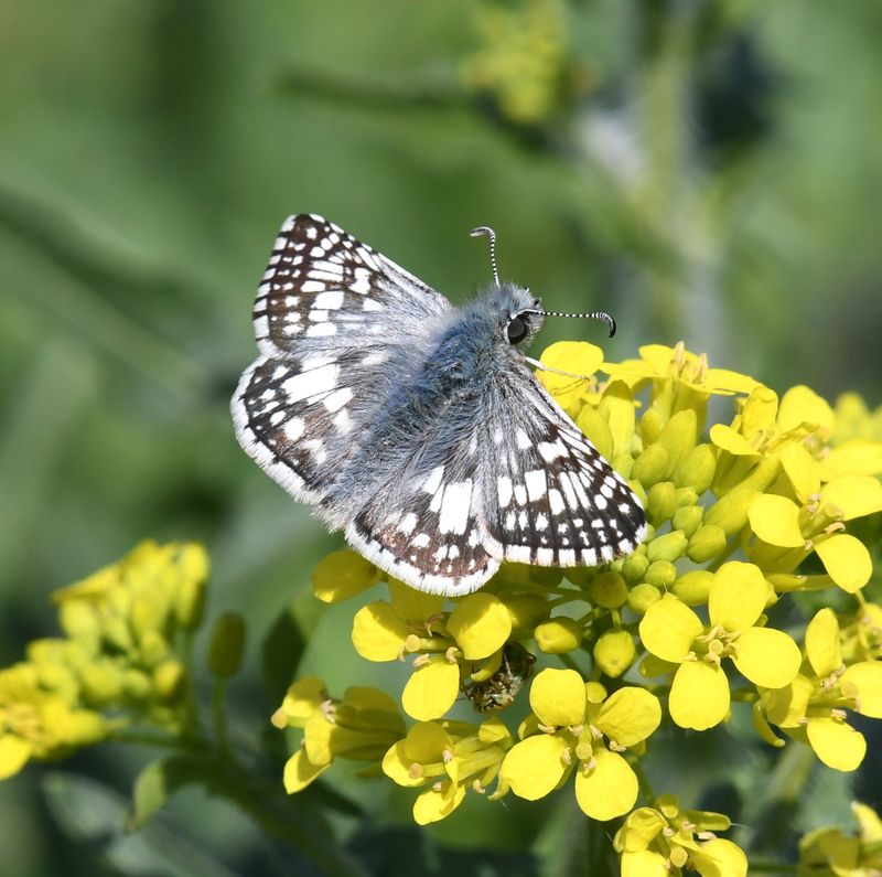 Common Checkered Skipper: Burnsius communis