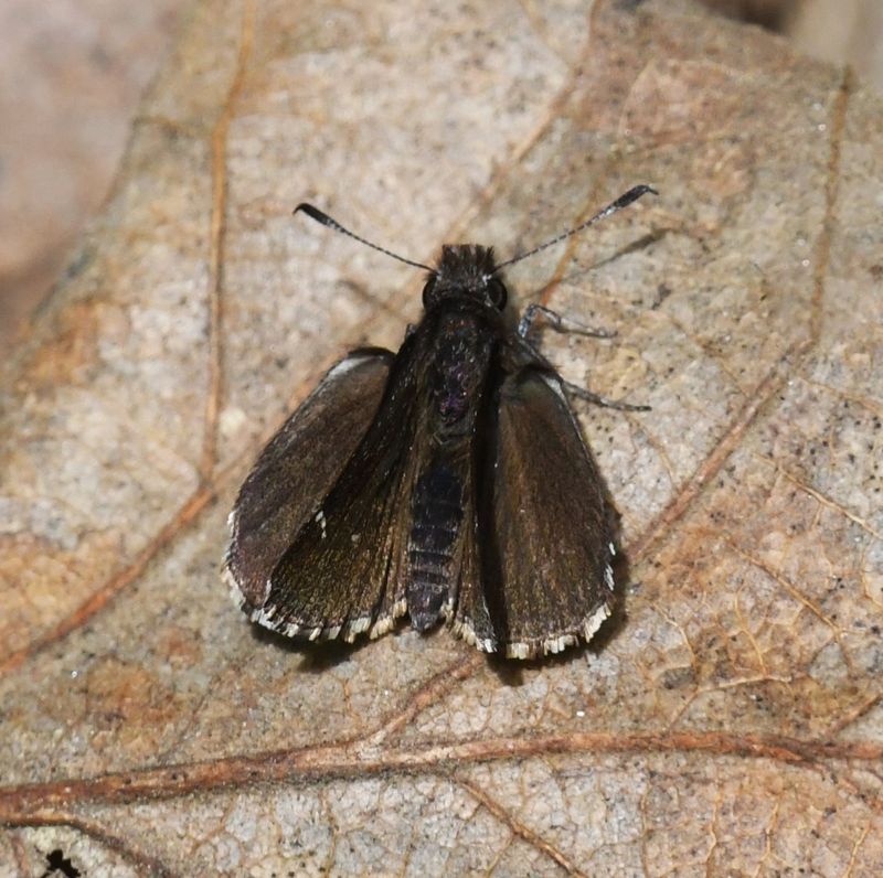 Common Roadside Skipper: Amblyscirtes vialis