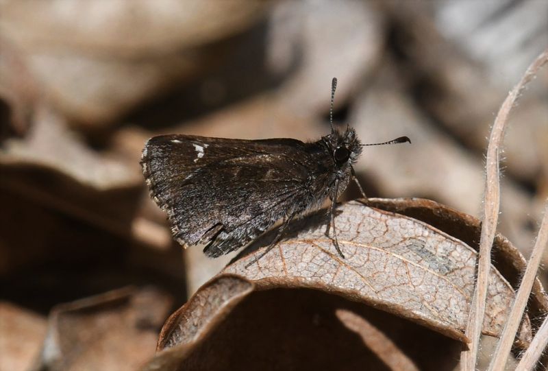 Common Roadside Skipper: Amblyscirtes vialis