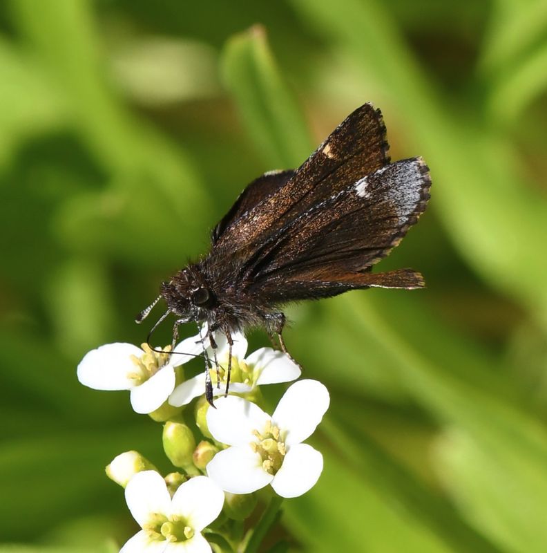 Common Roadside Skipper: Amblyscirtes vialis