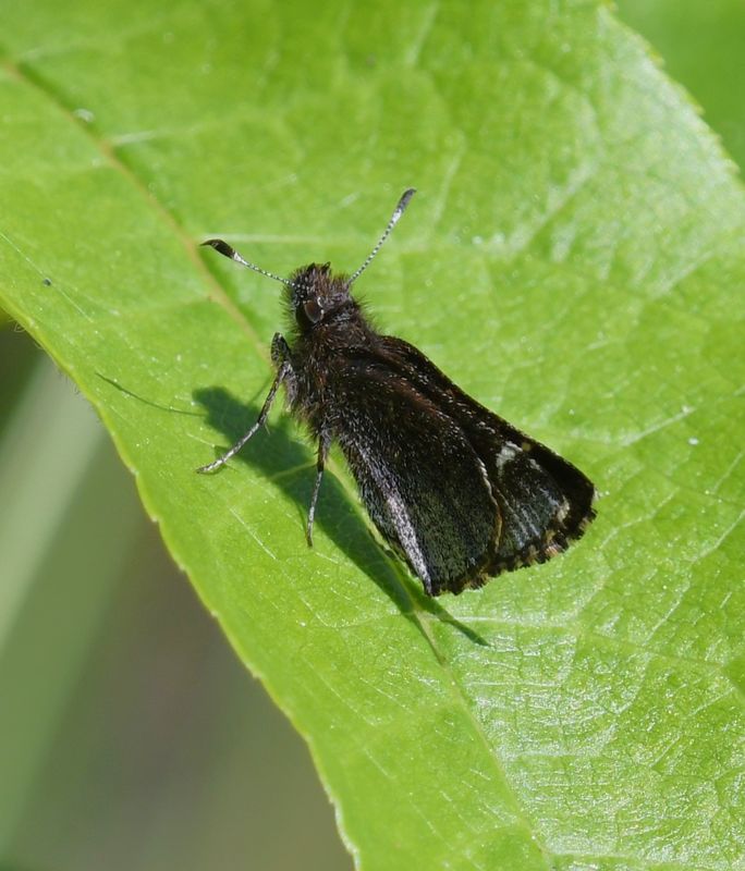 Common Roadside Skipper: Amblyscirtes vialis